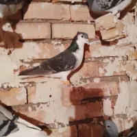 کبوتر ساده کاکلی