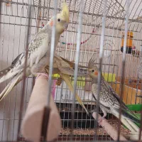 عروس هلندی گلباقالی ،مرواریدی،ابلغ|پرنده|همدان, |دیوار