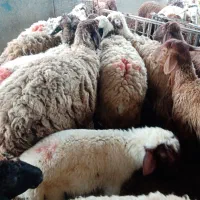 12 رس میش زائده 3 رس اوستن