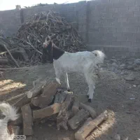 بزپاکستانی