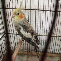 عروس هلندی مولد نر سخنگو