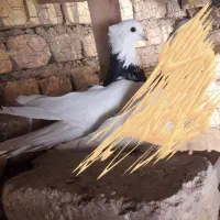 طوقی مشکی نر|پرنده|خمینی‌شهر, |دیوار