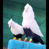 جفت دمبی