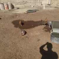 مرغ تخم گزار