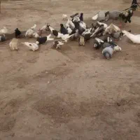 کبوترپرشی.پلاکی.پاپر