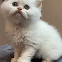 گربه دوماه|گربه|اهواز, زندوکیلی|دیوار