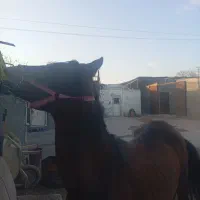 فروش اسب|اسب و تجهیزات اسب‌سواری|بناب, |دیوار