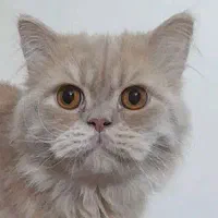 پرشین  نر  ده ماهه