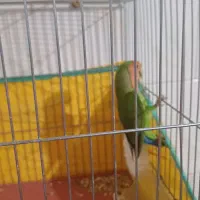 فروش پرنده|پرنده|زیباشهر, |دیوار