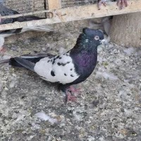 دوتا تهرونی