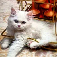 فروش گربه خانگی