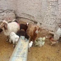 میش بره دار|حیوانات مزرعه|نیشابور, مازول|دیوار