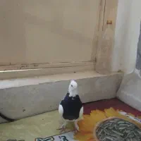 توقی سیاه|پرنده|شیروان (خراسان), |دیوار