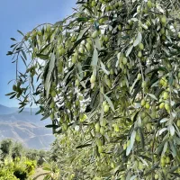 زمین گیلان رشت/ و فروش باغ زیتون شمال(لوشان) ویلا|فروش زمین و ملک کلنگی|چهاردانگه (تهران), |دیوار