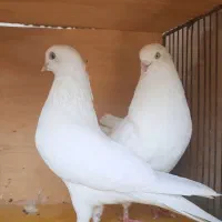 یک جفت کبوتر سفید