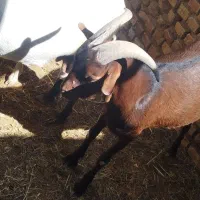 کره چپیش الپاین