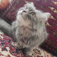 واگذاری بچه گربه|گربه|زنجان, |دیوار