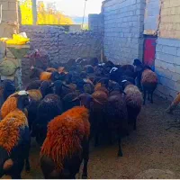 گوسفند ابستن|حیوانات مزرعه|تیکمه داش, |دیوار