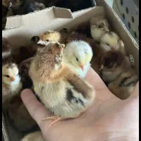 پخش عمده جوجه سلطان، محلی،اردک،رنگی،بوقلمون