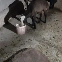بره نر