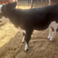 گوساله شیری ماده به فروش می‌رسد|حیوانات مزرعه|کوهدشت, |دیوار