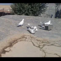 کبوتر|پرنده|دالاهو, |دیوار