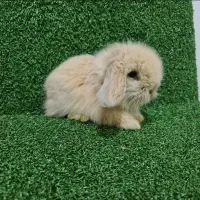 خرگوش لوپ اصیل هلندی رنگ خاص نسکافه ای