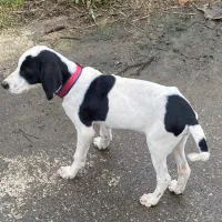 واگذاری سگ سه ماهه زیبا|سگ|لاهیجان, شقایق|دیوار