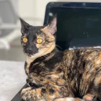 واگذاری گربه دختر فقط به افراد متعهد|گربه|رشت, کاکتوس|دیوار