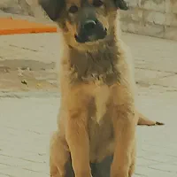 میکس سگ ژرمن و سرابی