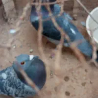 همش با هم مامله با یک جفت دم چتری