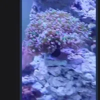 آکواریوم آبشور|ماهی|شهریار, دهشاد پائین|دیوار