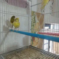 قناری ماده|پرنده|جره و بالاده, |دیوار