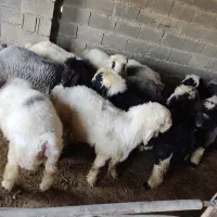 بره چاق درجه یک|حیوانات مزرعه|میمند, |دیوار