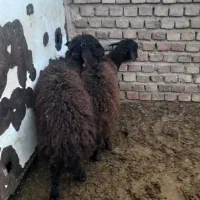 فروش دوتا بره ماده همو|حیوانات مزرعه|فیروزه, |دیوار