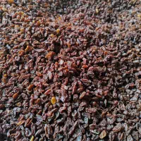 کشمش ارگانیک|خوردنی و آشامیدنی|کرمانشاه, |دیوار