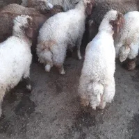 بره بتنی