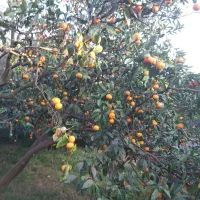 نارنگی محلی اونشو جویبار|خوردنی و آشامیدنی|کوهیخیل, |دیوار