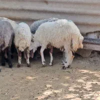 گوسفند زنده با قصاب مجرب