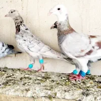 دسته کبوتر پلاکی گوره سرور پیازی ابلغ قره