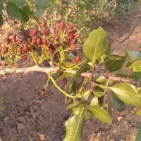 باغ پسته قنوات