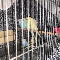 مرغ عشق رنگین کمانی|پرنده|قم, الوندیه و گذر صادق|دیوار