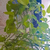 گل پتوس با گلدان سرامیکی سفید