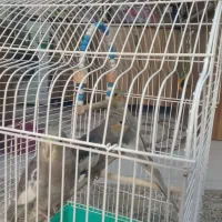 طوطی عروس هلندی|پرنده|سنگر, |دیوار