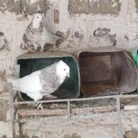 جفت طوق آجری کرمانشاهی بالغ|پرنده|دهدشت, |دیوار