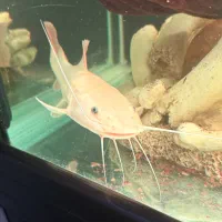 پلاتنیوم رد تیل|ماهی|تهران, شارق|دیوار