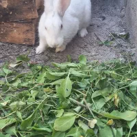 خرگوش|موش و خرگوش|ایذه, |دیوار