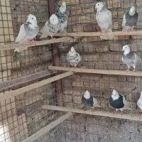 طوقی آجری .الماسی .شکلاتی|پرنده|زارچ, |دیوار