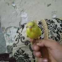 مرغ عشق دستی نر