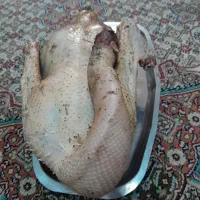 غاز اردک مرغ خروس